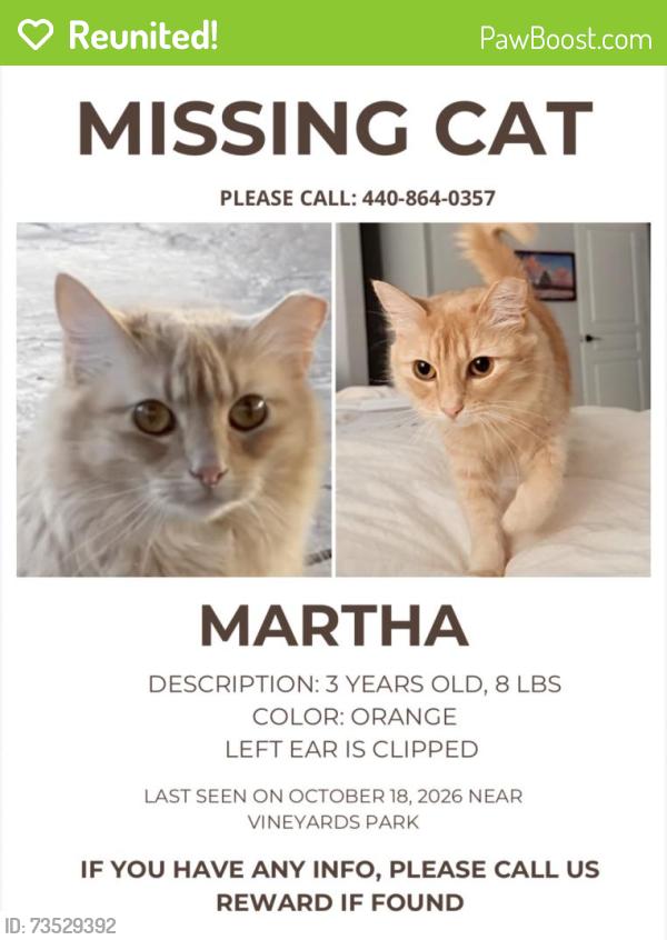 Reunited Female Cat last seen Near vineyard pl, Hanford, CA 93230