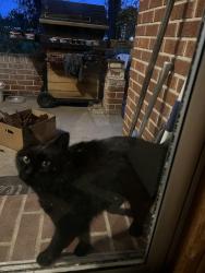 Lost Female Cat last seen Beacon light/ eagle road, Eagle, ID 83669