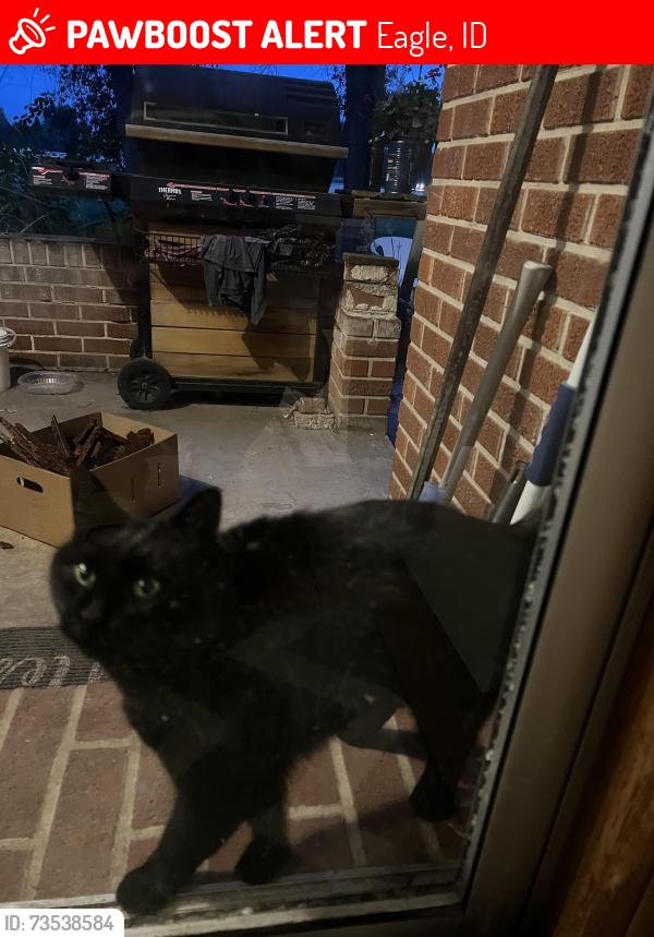 Lost Female Cat last seen Beacon light/ eagle road, Eagle, ID 83669