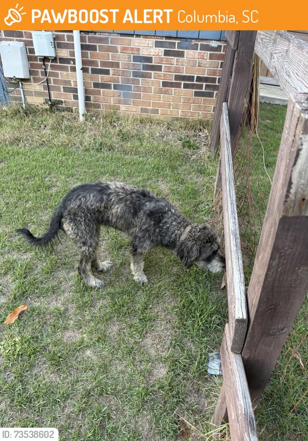 Found/Stray Female Dog last seen Halling Dr & Wotan Rd, Hole 6 of Valhalla Woods Golf Course, Columbia, SC 29229