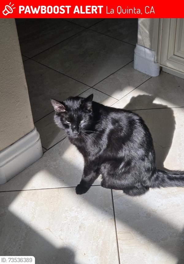 Lost Male Cat last seen Carnes Circle, La Quinta, CA 92253