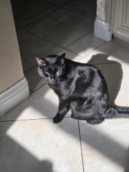Lost Male Cat last seen Carnes Circle, La Quinta, CA 92253