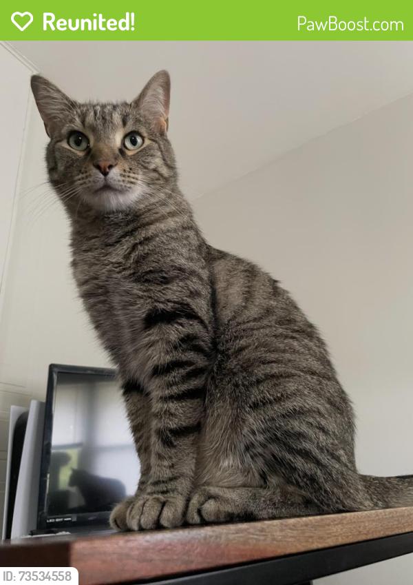 Reunited Male Cat last seen Sixth and Eureka St, North of Douglass Park, Champaign, IL 61820