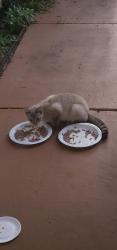 Found/Stray Unknown Cat last seen N Buffalo Dr, Beverly Hills, FL 34465