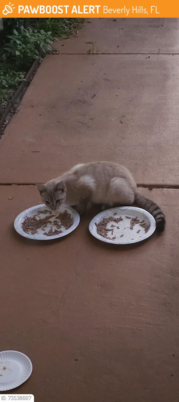 Found/Stray Unknown Cat last seen N Buffalo Dr, Beverly Hills, FL 34465