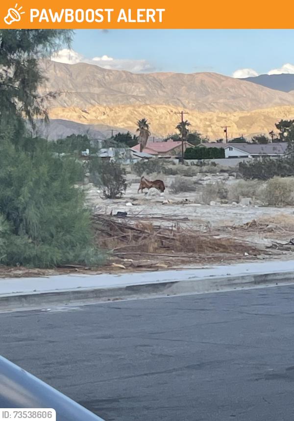 Found/Stray Unknown Dog last seen La Canada Way, Thousand Palms, CA 92276
