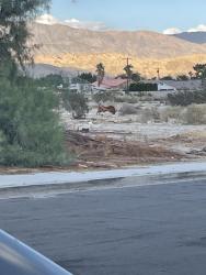 Found/Stray Unknown Dog last seen La Canada Way, Thousand Palms, CA 92276