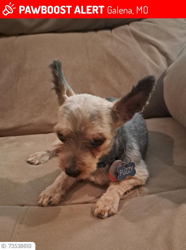 Lost Male Dog last seen Near MO-413, Galena, MO 65656