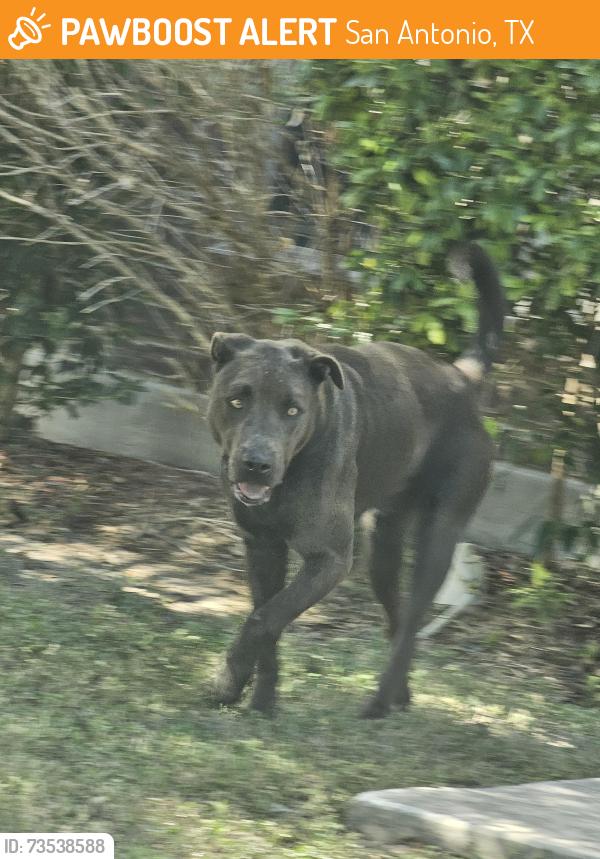 Found/Stray Male Dog last seen Laguna pt. @ bonaventura, San Antonio, TX 78245