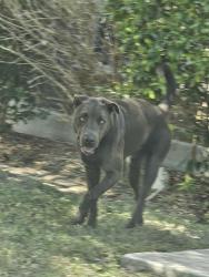 Found/Stray Male Dog last seen Laguna pt. @ bonaventura, San Antonio, TX 78245