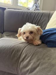 Reunited Female Dog last seen Terry rd, old nichols rd, motor prky, Ronkonkoma, NY 11779