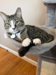 Lost Male Cat last seen Rolling rd sprinfield va, West Springfield, VA 22152