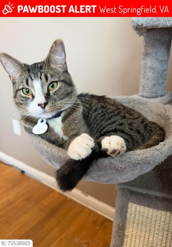 Lost Male Cat last seen Rolling rd sprinfield va, West Springfield, VA 22152