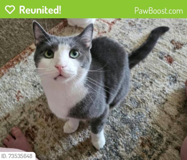 Reunited Male Cat last seen Near smoking jacks. On moran rd. Kingwood side., Preston County, WV 26537
