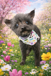 Reunited Female Dog last seen Cherryville Walmart and heritage community, Crouse, NC 28033
