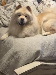 Reunited Female Dog last seen Northbridge Park / Helmes Elementary School, Santa Clarita, CA 91354