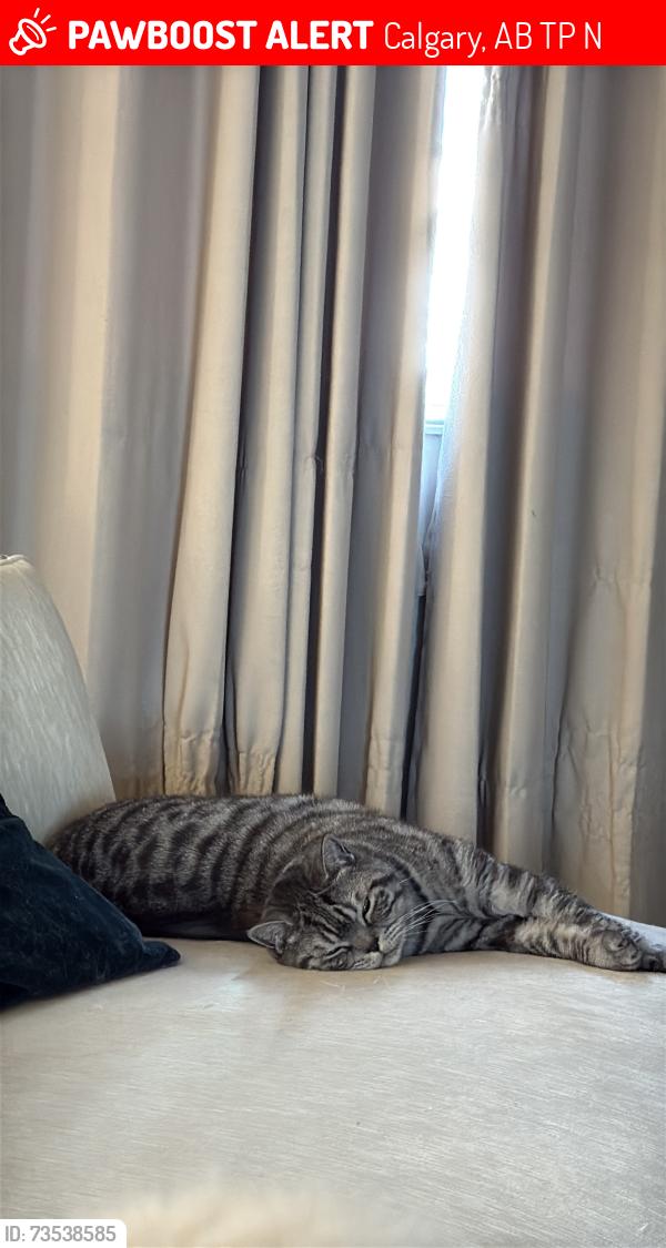 Lost Male Cat last seen Near Carrington Way NW, Calgary, AB T3P 1N4