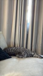 Lost Male Cat last seen Near Carrington Way NW, Calgary, AB T3P 1N4
