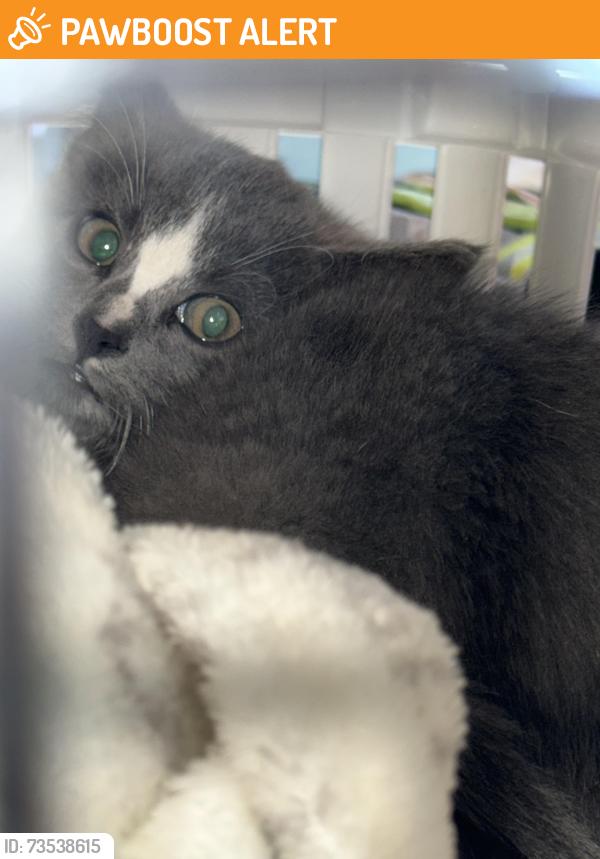Found/Stray Unknown Cat last seen Fort Saskatchewan, Fort Saskatchewan, AB 