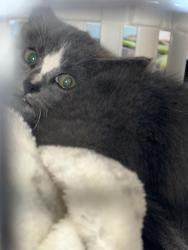 Found/Stray Unknown Cat last seen Fort Saskatchewan, Fort Saskatchewan, AB 