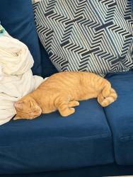Lost Female Cat last seen Royal Palm beach, Royal Palm Beach, FL 33411