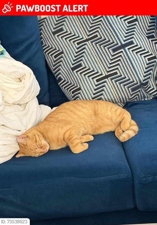 Lost Female Cat last seen Royal Palm beach, Royal Palm Beach, FL 33411