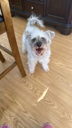 Found/Stray Female Dog last seen Werz Industrial Blvd, Newnan, GA 30263