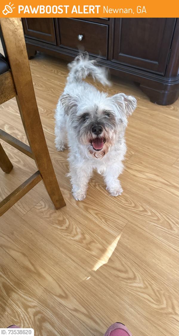 Found/Stray Female Dog last seen Werz Industrial Blvd, Newnan, GA 30263