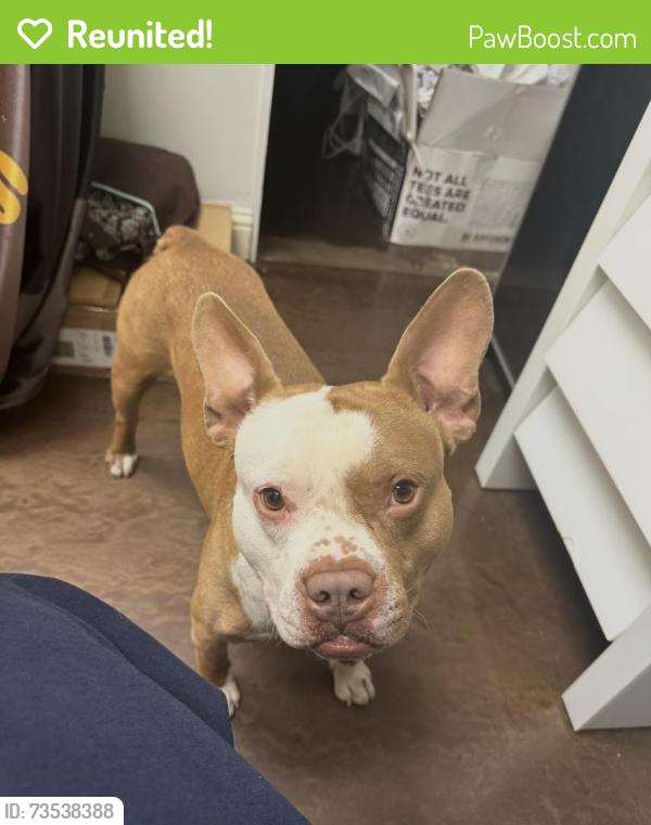 Reunited Male Dog last seen Near Welch Rd, Farmers Branch, TX 75244, Farmers Branch, TX 75244