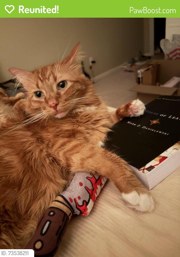 Reunited Male Cat last seen Woods Mill and Conway, Chesterfield, MO 63017