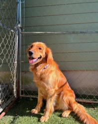 Reunited Female Dog last seen Hwy 99, Yuba City, CA 95991