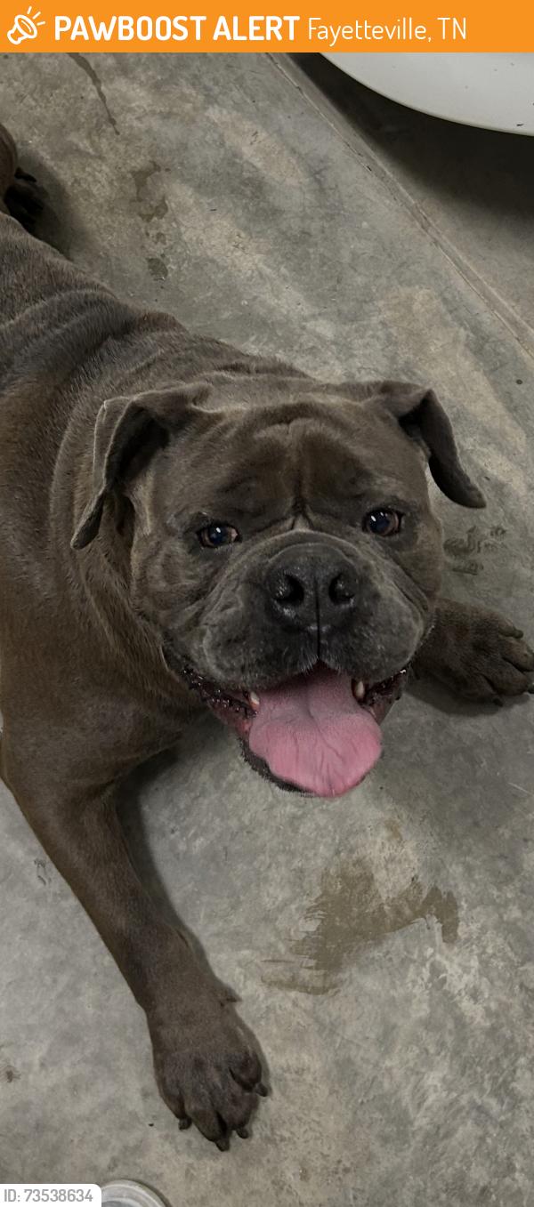 Found/Stray Male Dog last seen Maybe a mile outside of town., Fayetteville, TN 37334