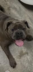 Found/Stray Male Dog last seen Maybe a mile outside of town., Fayetteville, TN 37334