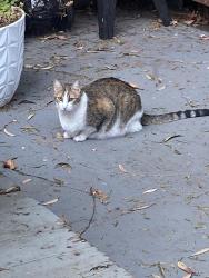 Reunited Female Cat last seen Esmeralda and Elsie st, San Francisco, CA 94110