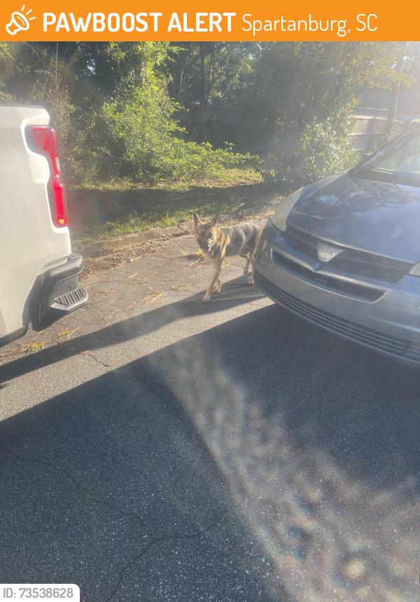 Found/Stray Male Dog last seen Maryland Avenue across from Publix on East Main St, Spartanburg, SC 29307