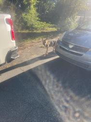 Found/Stray Male Dog last seen Maryland Avenue across from Publix on East Main St, Spartanburg, SC 29307