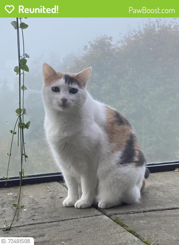 Reunited Female Cat last seen Home, Bellingham, WA 98226