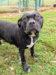 Shelter Stray Female Dog last seen OFALLON, 4850 Mid Rivers Mall Dr, St Peters, MO 63376, USA