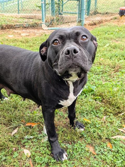 Shelter Stray Female Dog last seen OFALLON, 4850 Mid Rivers Mall Dr, St Peters, MO 63376, USA