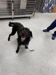Shelter Stray Male Dog last seen LAPORTE WAY / ARMADA CT, 9150 Union Park Way, Elk Grove, CA 95624, USA