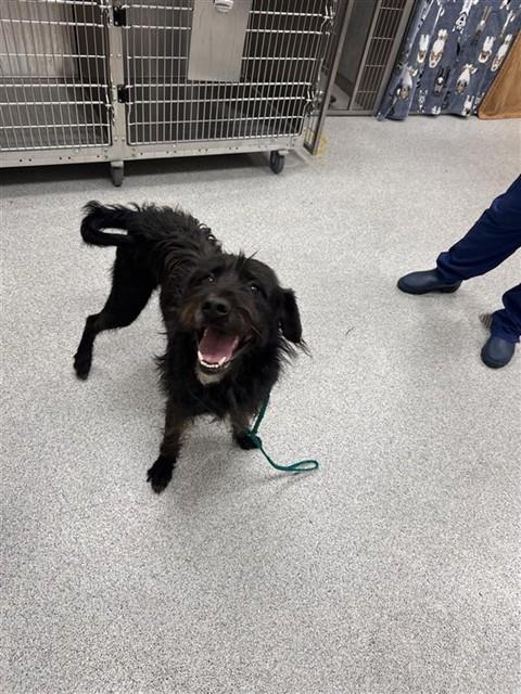 Shelter Stray Male Dog last seen LAPORTE WAY / ARMADA CT, 9150 Union Park Way, Elk Grove, CA 95624, USA