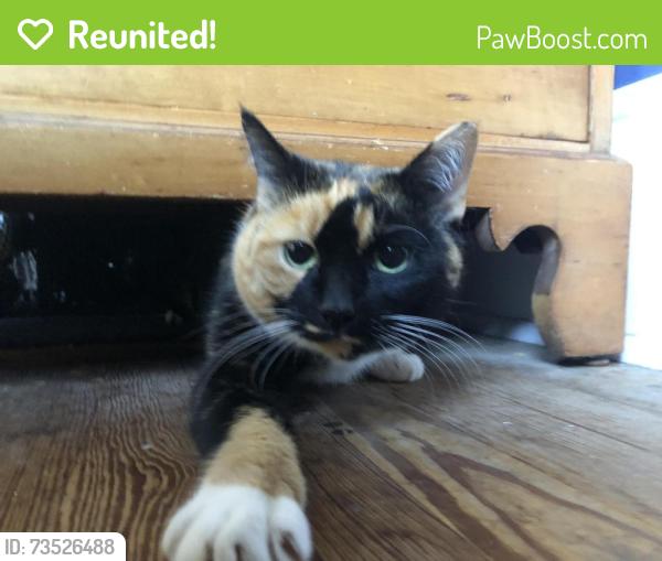 Reunited Female Cat last seen Washington St and 4th Ave, Royersford, PA 19468