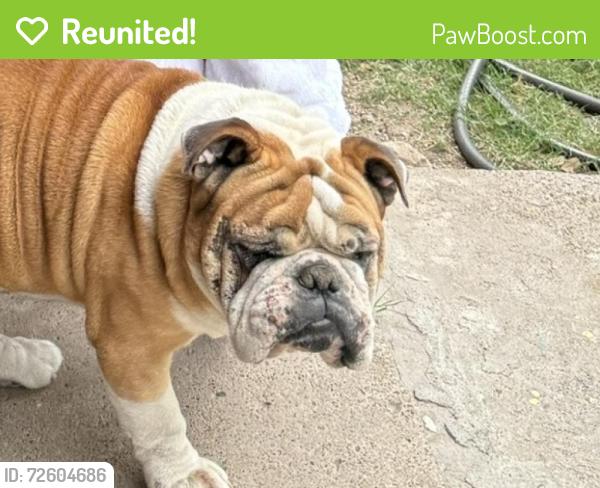 Reunited Male Dog last seen Judith Ave, McAllen, TX 78503