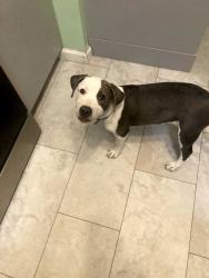 Reunited Female Dog last seen Fox Memorial Park in Albuquerque, Potterville, MI 48876