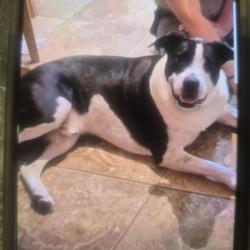 Lost Male Dog last seen Palisades and Edmonds, Lewisville, TX 75067