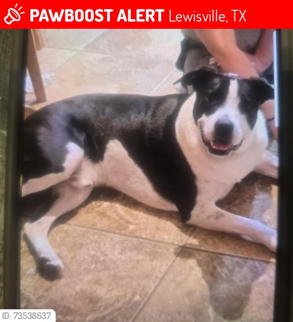 Lost Male Dog last seen Palisades and Edmonds, Lewisville, TX 75067