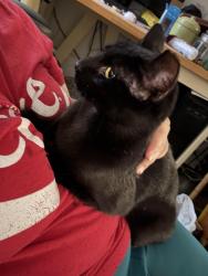Lost Female Cat last seen Judie Lane & Michelle Drive, Lancaster, PA 17603