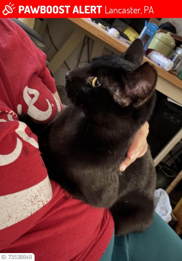 Lost Female Cat last seen Judie Lane & Michelle Drive, Lancaster, PA 17603