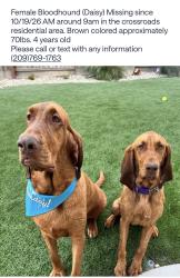 Reunited Female Dog last seen Skylar Ct, Riverbank, CA 95367, USA, Riverbank, CA 95367