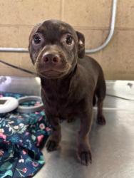 Shelter Stray Male Dog last seen Near BLK 20TH ST, BAKERSFIELD CA, 201 S Mt Vernon Ave, Bakersfield, CA 93307, USA